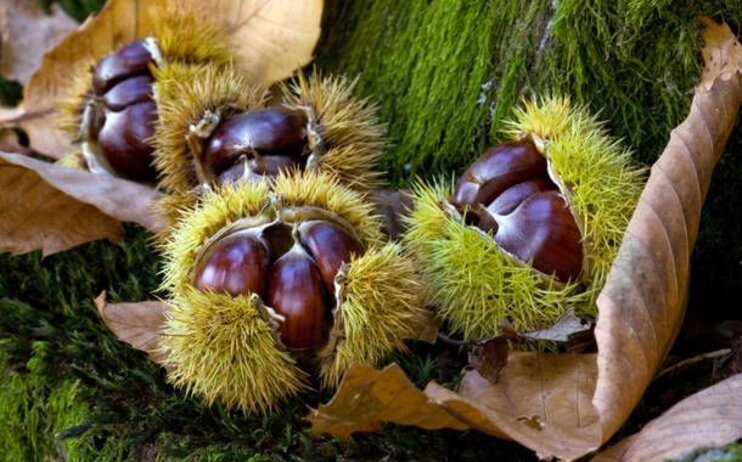 Raccolta castagne 2025