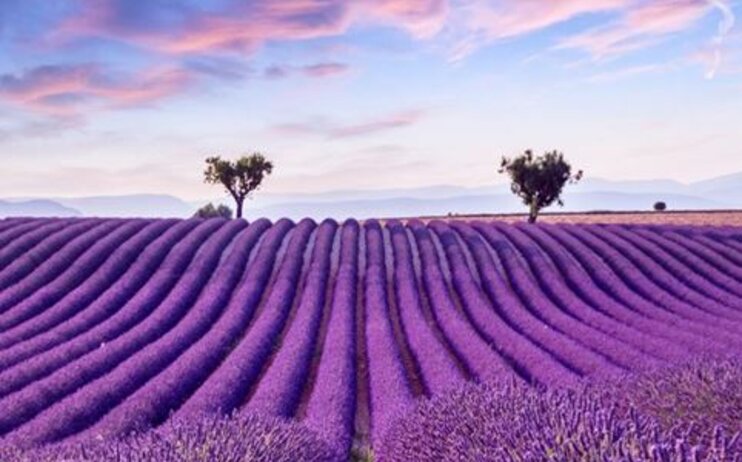 Lavanda e Rasiglia