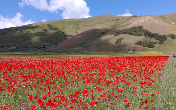 La Fiorita 2024 del Pian Grande