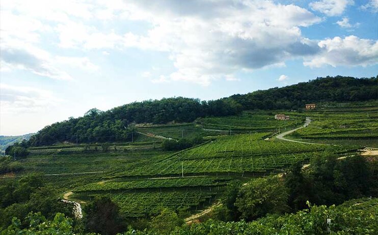 Passeggiata in Valpolicella e, a seguire, "Pranzo Sociale" di fine stagione - domenica 20 ottobre 2024