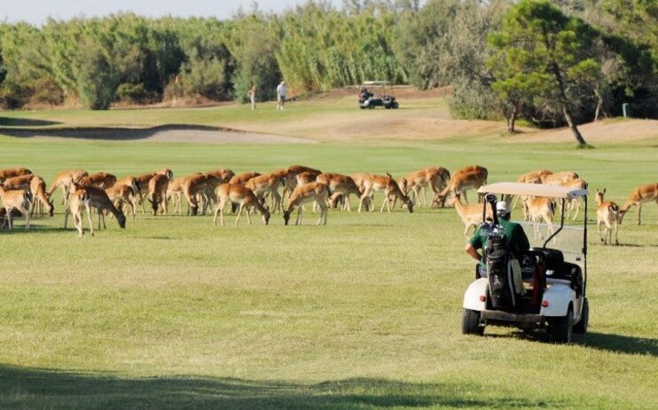 Golf Albarella