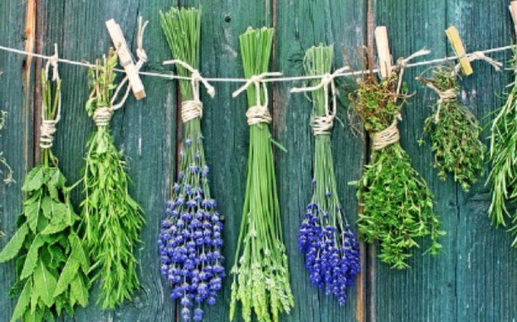 Andar per erbe selvatiche in cucina 2025